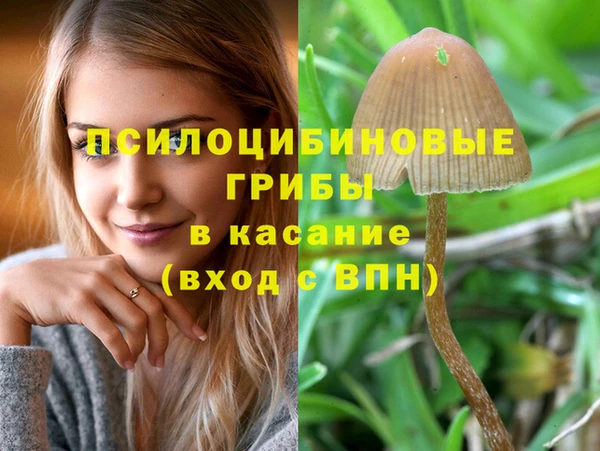 прущие грибы Абаза